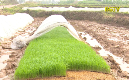 Nh&acirc;n rộng dự &aacute;n canh t&aacute;c l&uacute;a cải tiến th&acirc;n thiện với m&ocirc;i trường