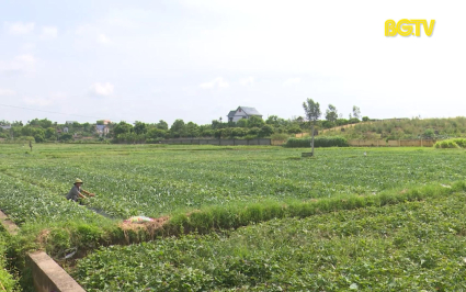 Nhiều diện t&iacute;ch c&acirc;y trồng c&oacute; nguy cơ bị ảnh hưởng bởi nắng n&oacute;ng 