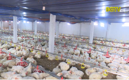 N&ocirc;ng d&acirc;n mở rộng sản xuất nhờ nguồn vốn t&iacute;n dụng
