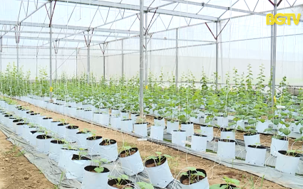 N&ocirc;ng nghiệp c&ocirc;ng nghệ cao - Giải ph&aacute;p n&acirc;ng cao thu nhập người d&acirc;n khu vực n&ocirc;ng th&ocirc;n 