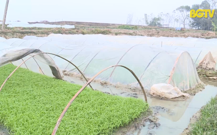 PBKT: Chăm s&oacute;c mạ v&agrave; l&uacute;a non