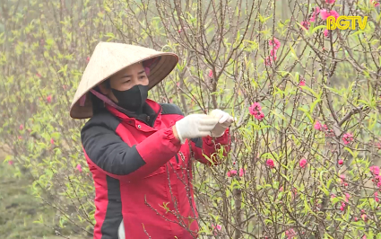 PBKT: Kỹ thuật chăm s&oacute;c đ&agrave;o vụ Tết