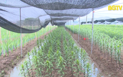 PBKT: Kỹ thuật chăm s&oacute;c hoa ly