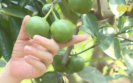 PBKT: Kỹ thuật ph&ograve;ng trừ s&acirc;u bệnh tr&ecirc;n c&acirc;y bưởi