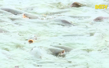 PBKT: Ph&ograve;ng bệnh v&agrave; chăm s&oacute;c c&aacute; thời tiết nắng n&oacute;ng