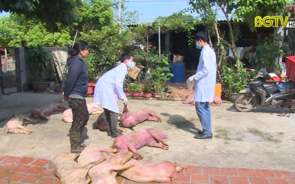Ph&aacute;t hiện vụ thu mua lợn nhiễm bệnh dịch tả lợn Ch&acirc;u Phi