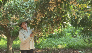 Ph&aacute;t triển c&acirc;y ăn quả - N&acirc;ng cao hiệu quả kinh tế vườn đồi