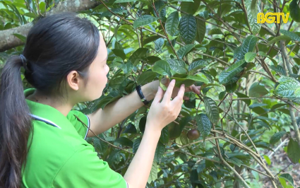 Ph&aacute;t triển c&acirc;y dược liệu, hướng đi mới trong c&ocirc;ng t&aacute;c giảm ngh&egrave;o v&ugrave;ng đồng b&agrave;o d&acirc;n tộc thiểu số v&agrave; miền n&uacute;i
