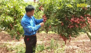 Ph&aacute;t triển kinh tế từ m&ocirc; h&igrave;nh c&acirc;y ăn quả - Hướng đi hiệu quả của thanh ni&ecirc;n Lục Ngạn