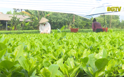 Ph&aacute;t triển sản xuất v&agrave; quảng b&aacute; thương hiệu ch&egrave; sạch