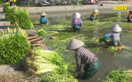 Ph&aacute;t triển thương hiệu Rau cần Ho&agrave;ng Lương