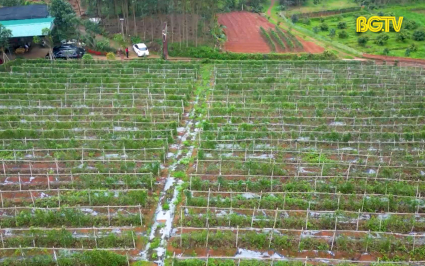 Ph&aacute;t triển v&ugrave;ng nguy&ecirc;n liệu S&acirc;m Nam n&uacute;i D&agrave;nh bền vững 