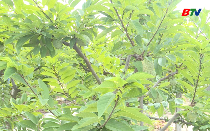 Phổ biến kiến thức: Chăm s&oacute;c Na thời kỳ ra hoa