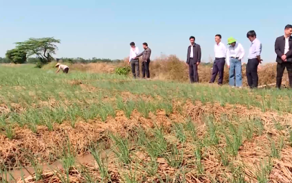 Phổ biến kiến thức: Kỹ thuật chăm s&oacute;c c&acirc;y m&agrave;u vụ đ&ocirc;ng