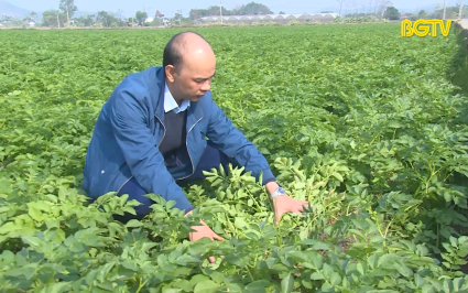 PBKT: Kỹ thuật chăm s&oacute;c khoai t&acirc;y