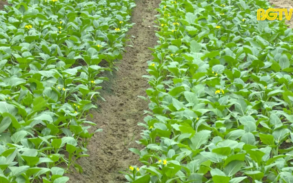 PBKT: Kỹ thuật sản xuất rau an to&agrave;n