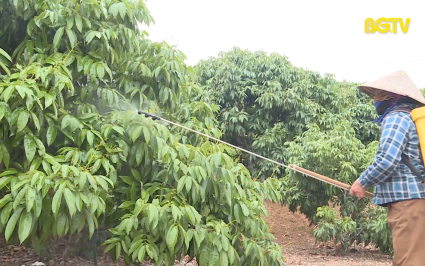 Ph&ograve;ng trừ s&acirc;u bệnh tr&ecirc;n vải thiều giai đoạn ra hoa, đậu quả non
