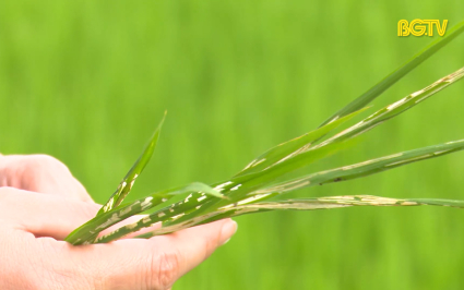 Ph&ograve;ng trừ s&acirc;u cuốn l&aacute; hại l&uacute;a m&ugrave;a