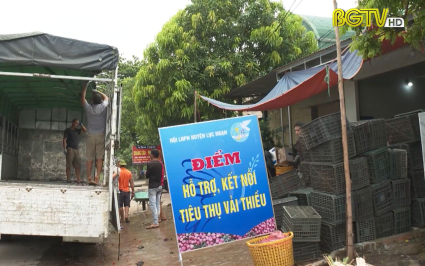 Phụ nữ chung tay kết nối ti&ecirc;u thụ Vải thiều