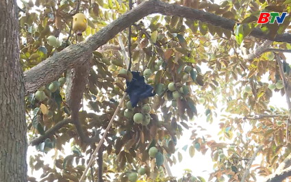 Ph&uacute;c Ho&agrave; ph&aacute;t huy thế mạnh sản phẩm n&ocirc;ng sản