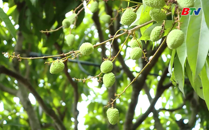 Ph&uacute;c H&ograve;a tập trung ph&aacute;t triển sản xuất n&ocirc;ng nghiệp