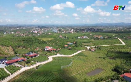 Ph&uacute;c Ho&agrave; v&agrave;o m&ugrave;a thu hoạch Ổi L&ecirc;