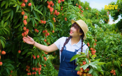 Ph&uacute;c Ho&agrave; v&agrave;o m&ugrave;a vải ch&iacute;n