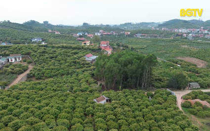 Quản l&yacute; chất lượng m&atilde; số v&ugrave;ng trồng vải xuất khẩu