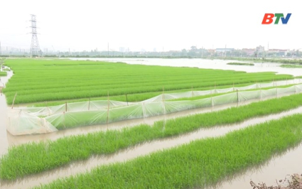 Quyết t&acirc;m gieo cấy vụ xu&acirc;n đ&uacute;ng khung thời vụ 