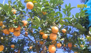 Rộn r&agrave;ng m&ugrave;a Cam