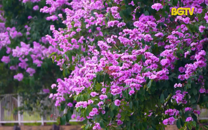 Sắc hoa m&ugrave;a hạ tại th&agrave;nh phố Bắc Giang