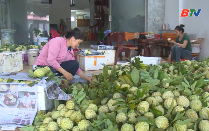 Sản lượng na tr&aacute;i vụ đạt hơn 6.200 tấn 
