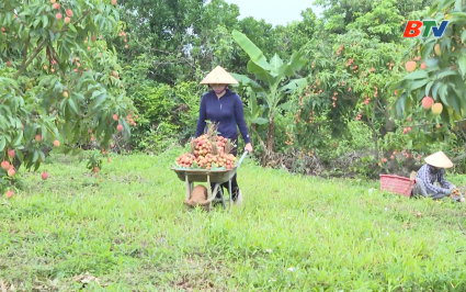 Sẵn s&agrave;ng điều kiện ti&ecirc;u thụ vải thiều