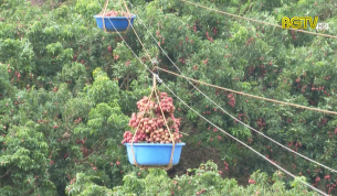 S&aacute;ng kiến l&agrave;m c&aacute;p treo thu hoạch vải thiều