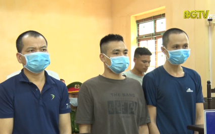 Sơn Động: 5 đối tượng lĩnh &aacute;n t&ugrave; v&igrave; trộm cắp c&acirc;y ch&egrave; hoa v&agrave;ng