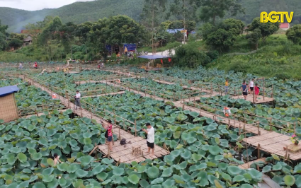 Sơn Động: Đầm Sen h&uacute;t kh&aacute;ch dịp h&egrave;  