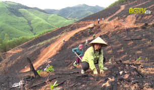 Sơn Động: Người d&acirc;n bước v&agrave;o vụ trồng rừng