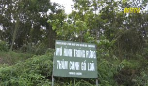 Sơn Động: Ph&aacute;t triển rừng gỗ lớn theo chứng chỉ FSC