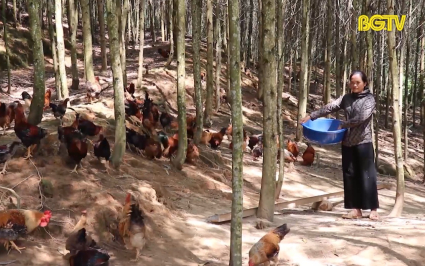 Sơn Động x&acirc;y dựng sản phẩm g&agrave; v&agrave; trứng g&agrave; 6 ng&oacute;n OCOP