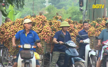 T&acirc;n Y&ecirc;n: Bảo đảm trật tự an to&agrave;n giao th&ocirc;ng m&ugrave;a ti&ecirc;u thụ vải sớm 