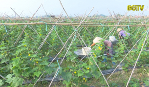 T&acirc;n Y&ecirc;n đẩy mạnh li&ecirc;n kết với doanh nghiệp sản xuất v&agrave; ti&ecirc;u thụ n&ocirc;ng sản 