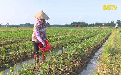 T&acirc;n Y&ecirc;n đẩy mạnh sản xuất c&acirc;y vụ đ&ocirc;ng  