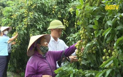 T&acirc;n Y&ecirc;n đẩy mạnh x&uacute;c tiến ti&ecirc;u thụ vải thiều sớm