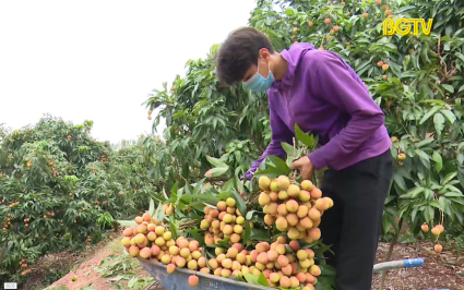T&acirc;n Y&ecirc;n ti&ecirc;u thụ gần hết vải sớm