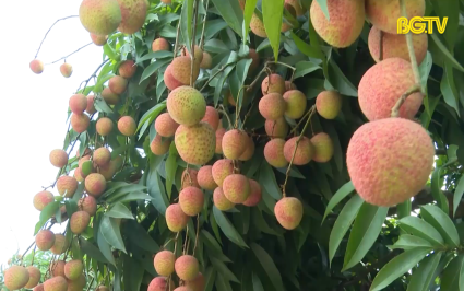 T&acirc;n Y&ecirc;n v&agrave;o m&ugrave;a vải thiều ch&iacute;n sớm