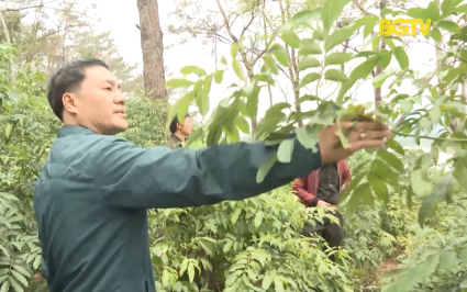 Tăng cường c&ocirc;ng t&aacute;c quản l&yacute;, bảo vệ rừng ph&ograve;ng hộ 