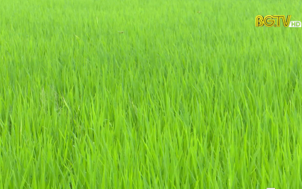 Tăng cường kiểm tra đồng ruộng ph&ograve;ng trừ s&acirc;u bệnh