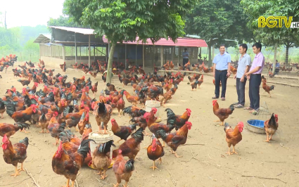 Tăng cường ph&ograve;ng c&uacute;m gia cầm l&acirc;y nhiễm sang người 