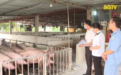 Tăng cường ph&ograve;ng chống dịch tả lợn Ch&acirc;u Phi
