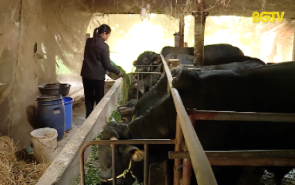 Tăng cường ph&ograve;ng, chống đ&oacute;i r&eacute;t cho đ&agrave;n gia s&uacute;c